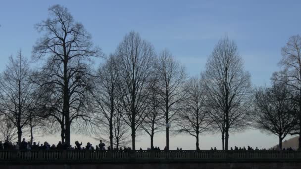 Veduta Del Contrejour Degli Alberi Senza Foglie — Video Stock