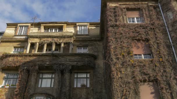 Una Fachada Edificio Cubierta Plantas Trepadoras — Vídeos de Stock