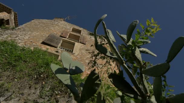 Låg Vinkel Kaktusen Och Stenbyggnad — Stockvideo