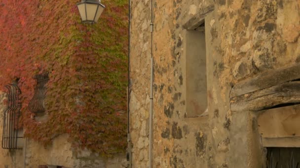 石の壁に秋のツタのズーム — ストック動画