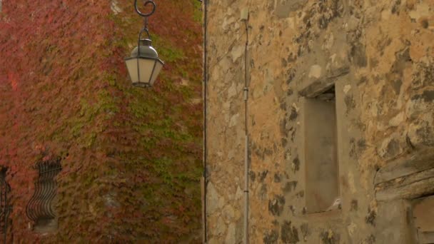 秋の色のツタの壁 — ストック動画
