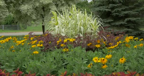 Flower Bed Natural Park — Stock Video