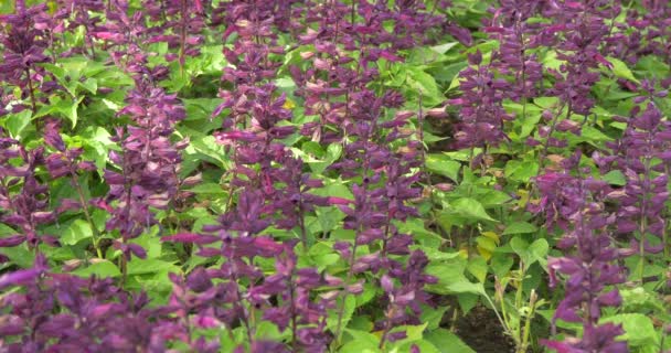 Close View Purple Flowers — Stock Video