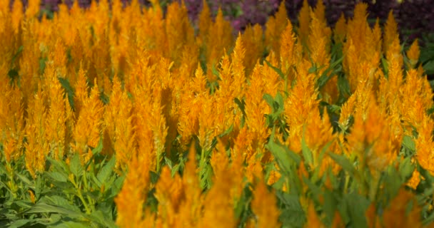 Close View Orange Flowers — Stock Video