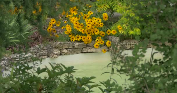 Κίτρινα Λουλούδια Κοντά Μια Μικρή Λίμνη — Αρχείο Βίντεο