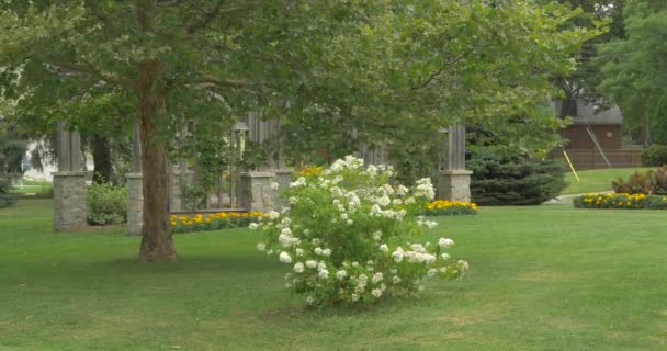 Parkta Çiçekli Çalılar — Stok video