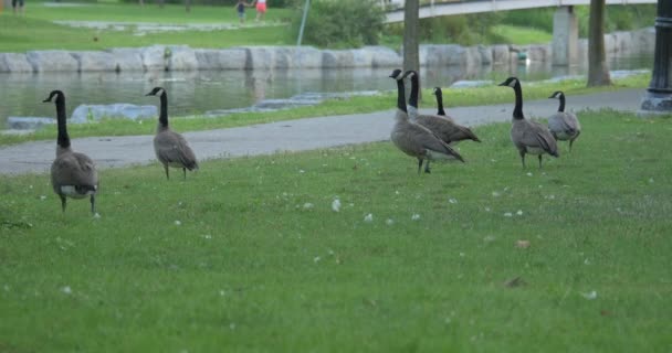 Geese Walking Grass — Stock Video