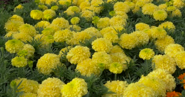 Vue Rapprochée Des Fleurs Jaunes — Video