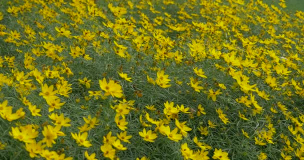 Cama Flores Com Flores Amarelas — Vídeo de Stock