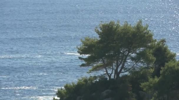 Alberi Sulla Riva Del Mare — Video Stock