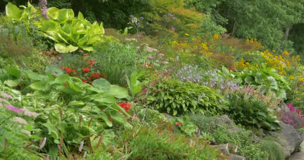 Vista Plantas Flores — Vídeos de Stock