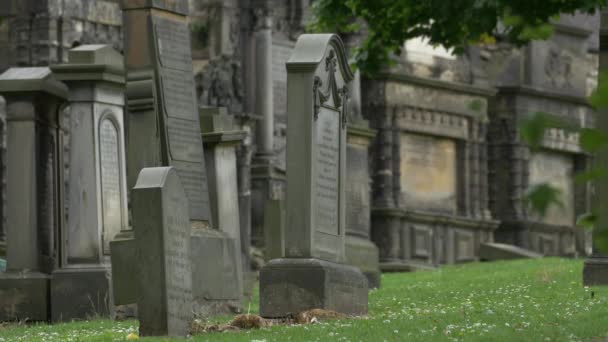 Гробниці Грейфрайрському Кладовищі — стокове відео