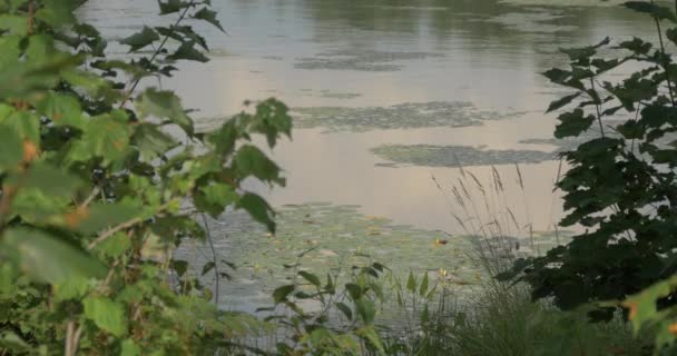 Lago Visto Entre Ramos — Vídeo de Stock