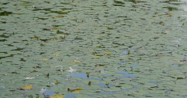 Lirios Agua Que Cubren Lago — Vídeos de Stock