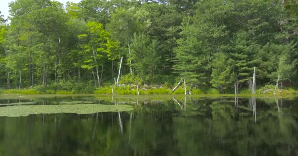 Blick Auf Einen See Und Bäume — Stockvideo