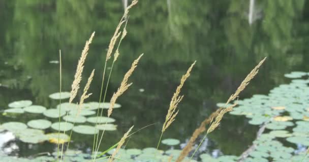 Växter Nära Sjön — Stockvideo