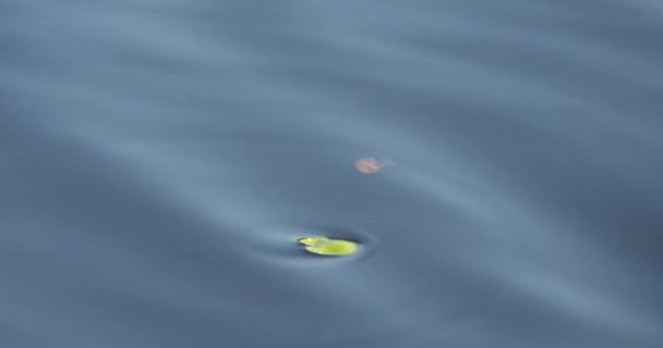 Листя Лілії Воді — стокове відео