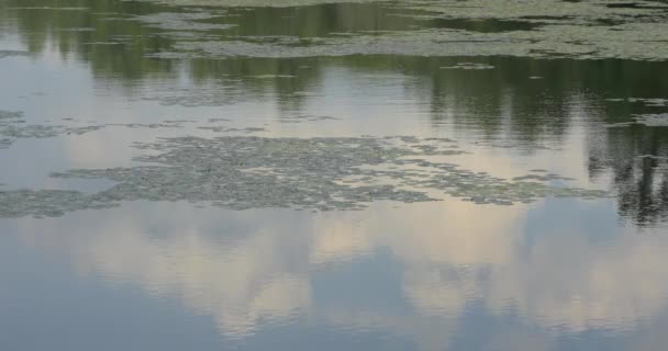 Водный Шелк Озере — стоковое видео