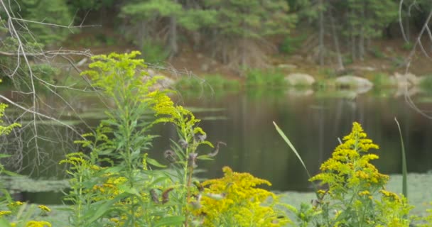 湖の近くの黄色の植物 — ストック動画