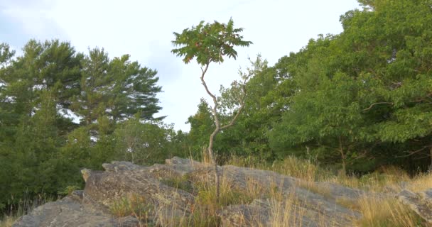 Kayadaki Genç Ağaç — Stok video