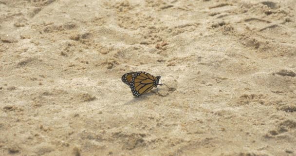 Borboleta Areia — Vídeo de Stock