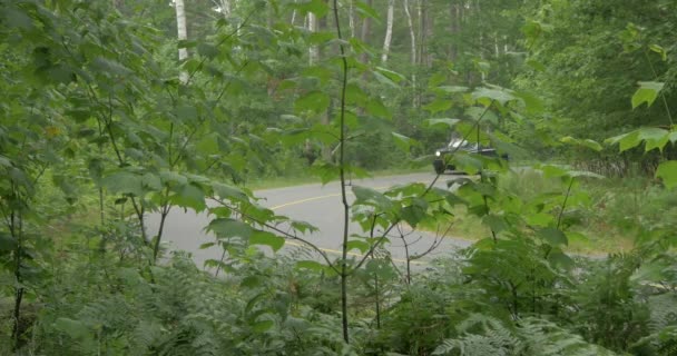 Автомобиль Лесной Дороге — стоковое видео
