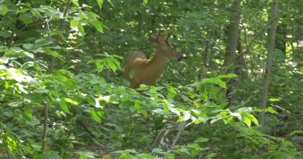 Ciervos Bosque — Vídeo de stock