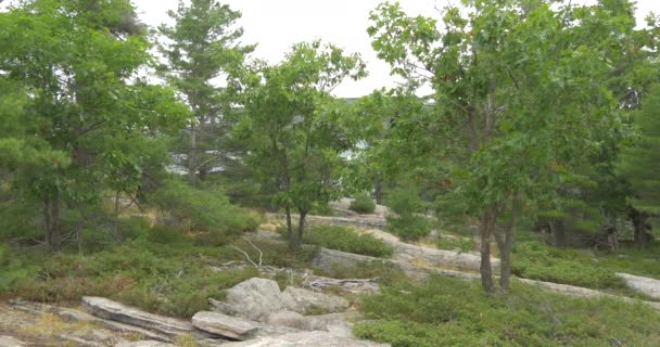 Vista Del Terreno Della Foresta Rocciosa — Video Stock