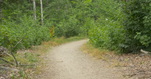 Vista Del Sentiero Forestale — Video Stock