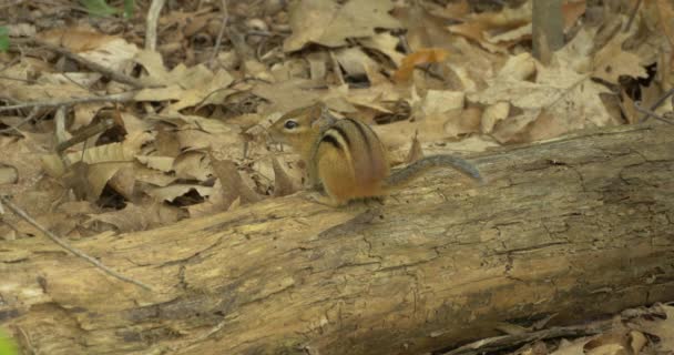 Chipmunk Zittend Een Boomstam — Stockvideo