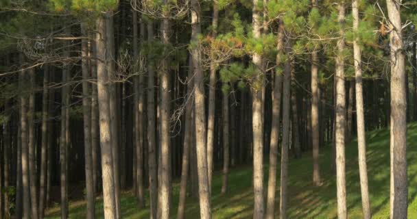 Vista Inclinada Uma Floresta Pinheiro — Vídeo de Stock