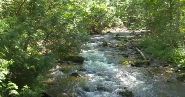 Ποταμός Που Ρέει Γρήγορα Φύση Έννοια — Αρχείο Βίντεο