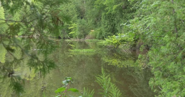 Lake Surrounded Trees — Stock Video