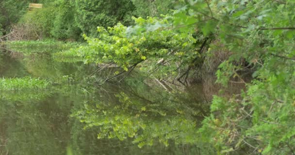 Árvores Refletindo Lago — Vídeo de Stock