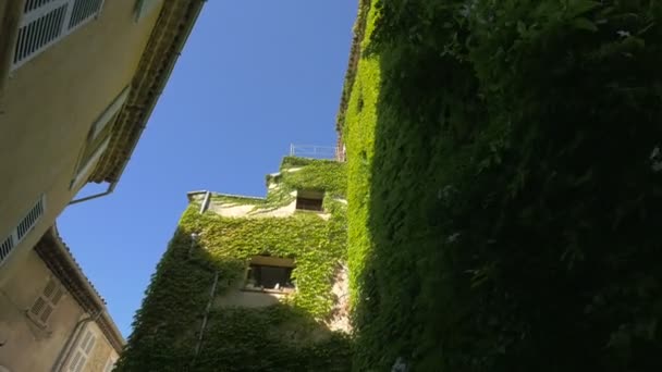 Ivy Gündüz Binaları Kaplamıştı — Stok video