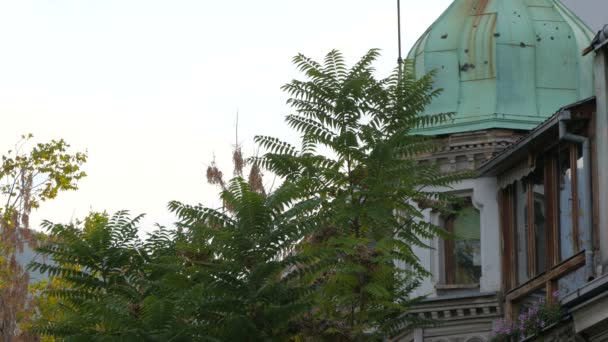 枝の後ろに銅ドームを持つ建物 — ストック動画