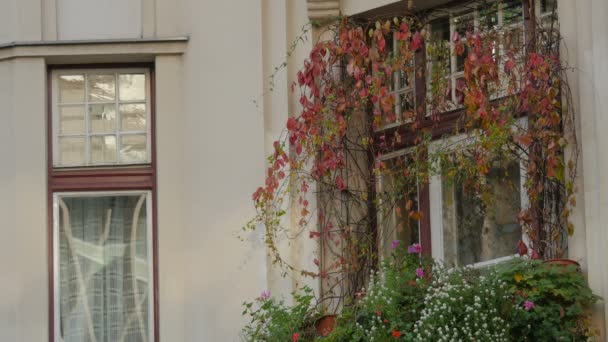 Ventana Con Planta Vid Roja — Vídeos de Stock