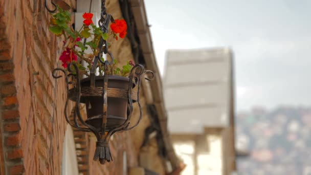 Geranium Flowers Hanging Wall — Stock Video