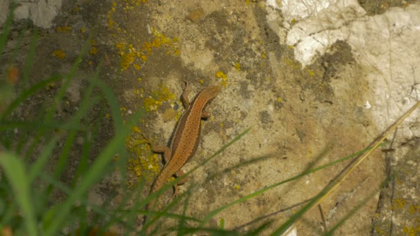 Lagarto Uma Pedra Perto — Vídeo de Stock