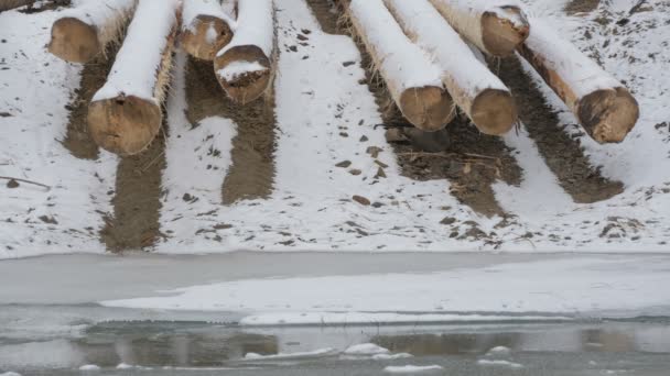 河岸上的木制原木 — 图库视频影像