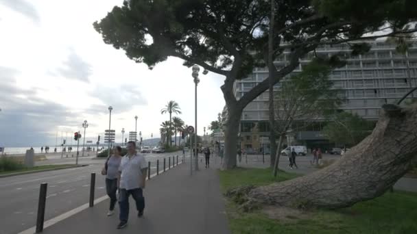 Trees Sidewalk — Stock Video