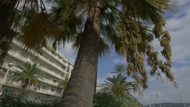 Palmy Przed Budynkami — Wideo stockowe