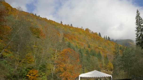 秋天的森林 — 图库视频影像