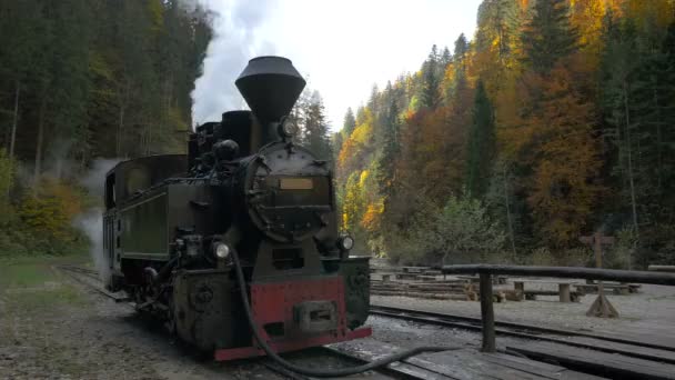 Locomotora Bosque — Vídeo de stock