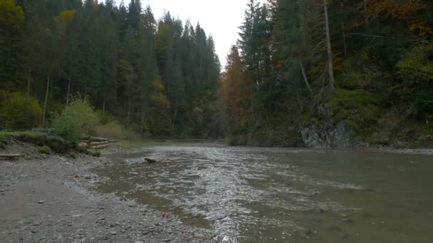 Fluss Fließt Der Nähe Von Bäumen — Stockvideo