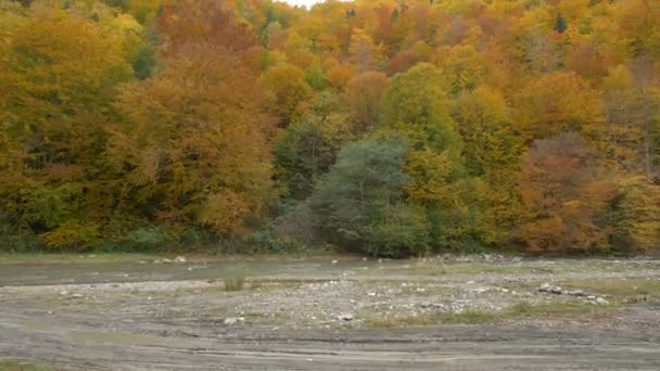 Лес Осенних Цветах — стоковое видео