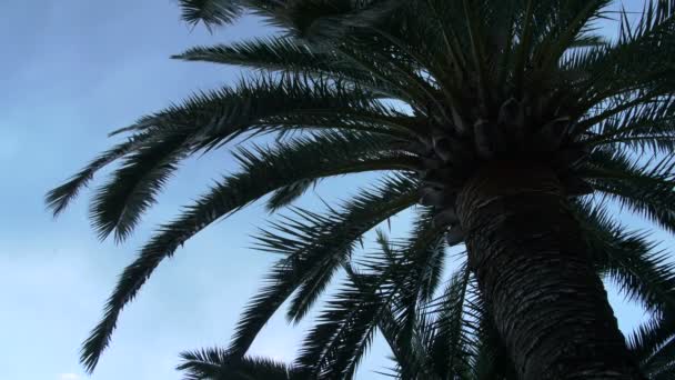 Листья Пальмы — стоковое видео