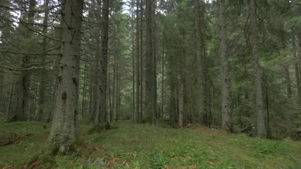 Вид Хвойного Леса — стоковое видео