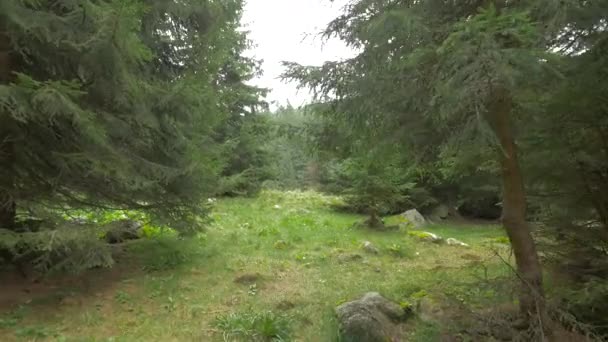 Alberi Abete Una Zona Montagna — Video Stock