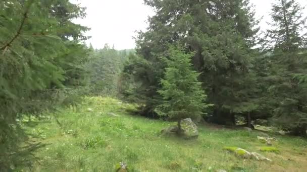Árboles Coníferas Una Zona Montañosa — Vídeos de Stock